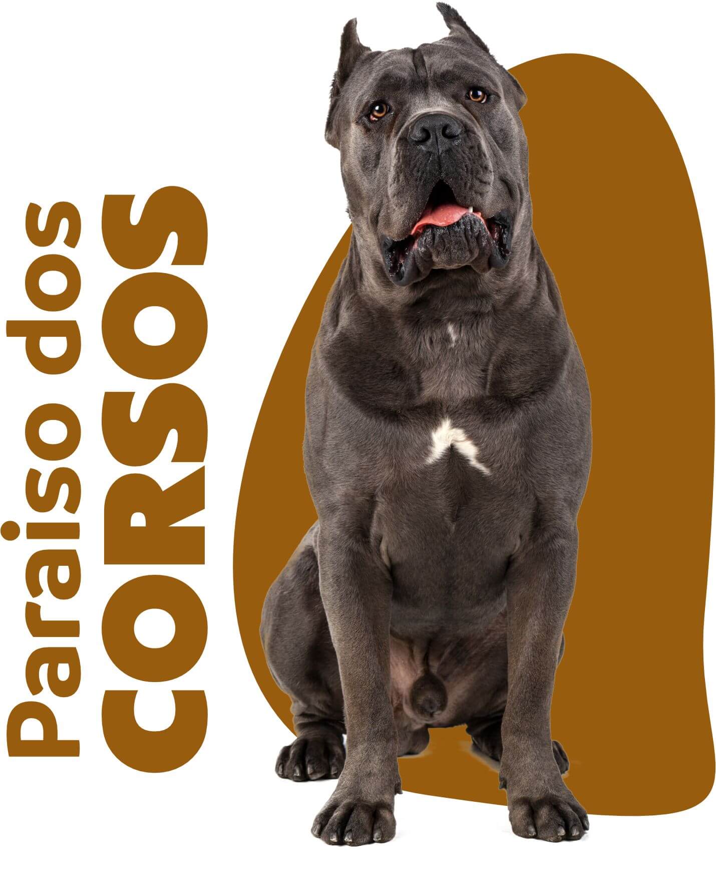 Cane corso 01