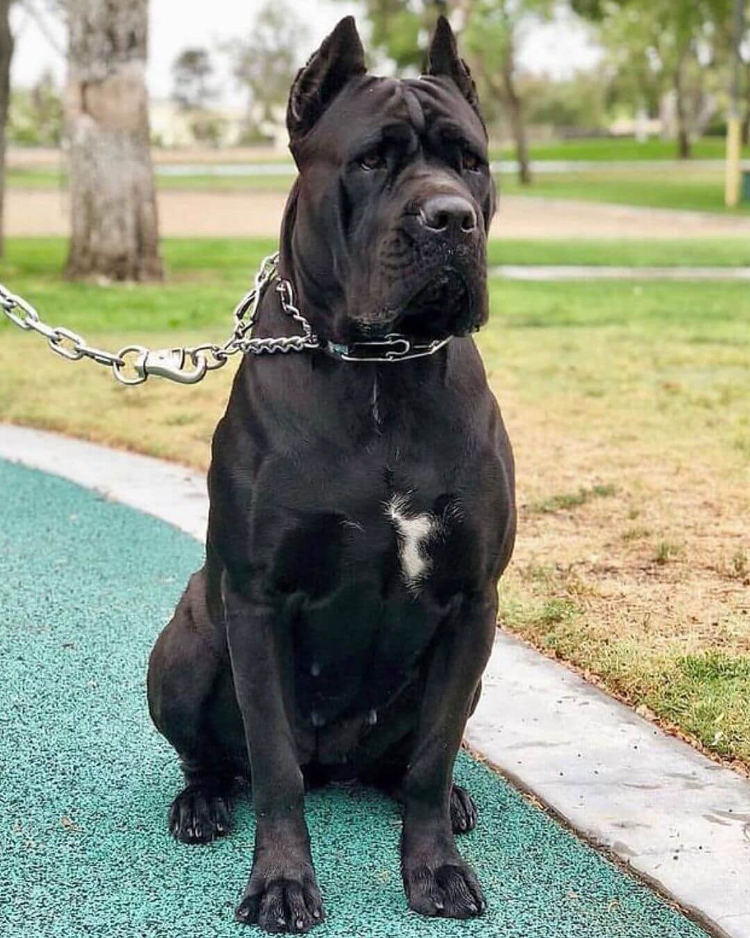 Matriz cane corso 01