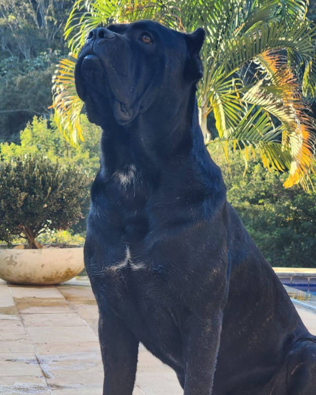 Matriz cane corso 02