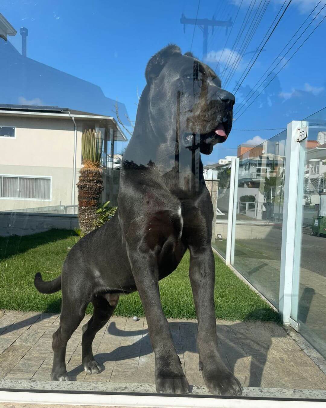 Matriz cane corso 03